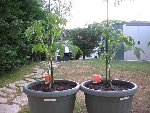 tomate ananas