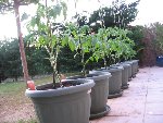tomate 24.jpg