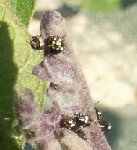 bete_sur_aubergine_1.jpg