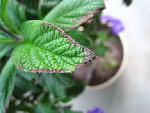IMG_3623.JPG