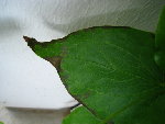 IMG_3625.JPG