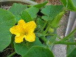 fleur_potimarron.jpg