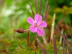 jav-LeGrandBlottereau_20090413_77-1.JPG