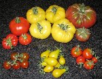 De gauche à droite en haut : marmande, Great white, noire de Crimée<br />En bas : brown berry, poire jaune, gardener's delight