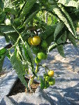 Tomates Edouard