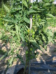 Tomates Peacevine