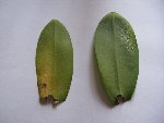 phal 1  feuilles malades.JPG