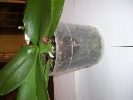 phal 1 aspect génaral (2).JPG