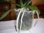 phal 2.JPG