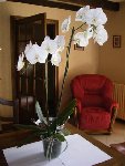 phal 2 (1).JPG