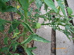 Copie (2) de Jardin le 16-05-2009 015.jpg