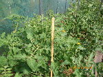 jardin le 26-06 006.jpg
