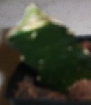 DSCF1279C.jpg