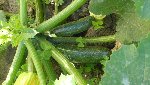 courgettes