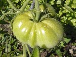 belle tomate