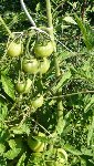 les grappes
