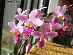 Phalaenopsis_equestris_2007-07_fleur2.jpg