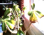 adenum obesum.jpg