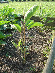 Plan d'aubergine n°1