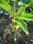 Plant d'aubergine 2