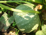 Une courgette vert clair...
