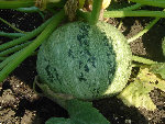 Une autre courgette... Un peu plus mure ???