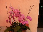 P1060489.JPG