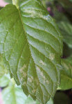 menthe