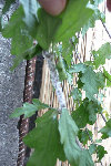bestioles-blanches2.jpg