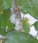 bestioles-blanches.jpg