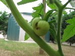 tomate 42.jpg