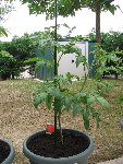 tomate ananas