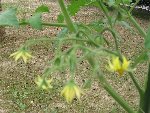 pas mal de fleurs et sortie des premieres tomates noires de crimée