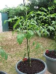 tomate cerise sweet F1