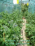 jardin le 29-06-2009 017.jpg