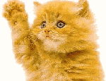 coucou.gif
