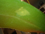 DSC01985.jpg