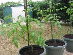 tomate 40.jpg