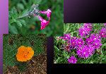 GardenForeigner01.jpg