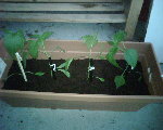 plants poivrons tuteur.jpg