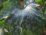 Feuille d'une courgette