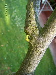 Photos de mon figuier !