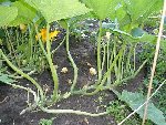 pied de courgette d'Italie