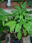 DSCN3447.JPG