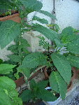 DSCN3446.JPG