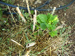 DSCN3445.JPG