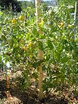 Tomates Cerises Gold Nugget.jpg