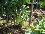 Tomate Andine Cornue.jpg