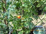 Tomate Cocktail.jpg