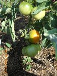 Tomate Montfavet.jpg